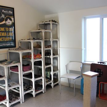 purrfect pals rescue