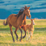 Land Run Chiropractic