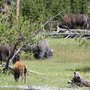 Bison : mode d'emploi