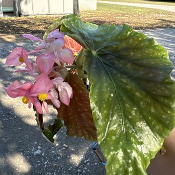 Steve's Leaves - Nurseries & Gardening Near Me Steve's Leaves - Nurseries & Gardening Near Me