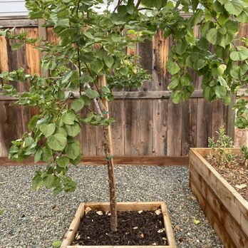 Noriega Tree Services - Tree Services Near Me Noriega Tree Services - Tree Services Near Me
