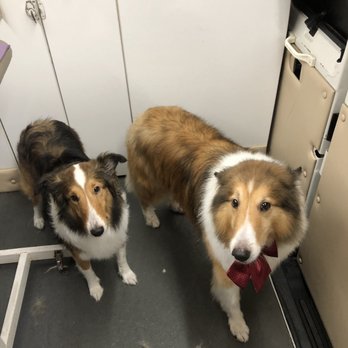 Barking Fur Bubbles Mobile Grooming - Pet Groomers Near Me - Moncks Corner, South Carolina