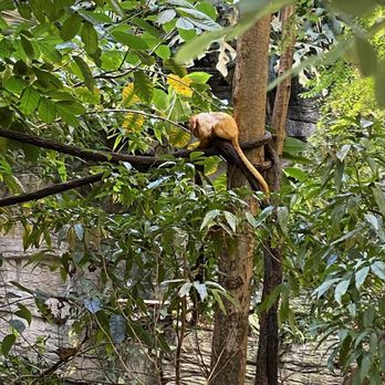Biodôme de Montréal - Golden lion tamarin - Aquariums Near Me - Montreal, Quebec Biodôme de Montréal - Golden lion tamarin - Aquariums Near Me - Montreal, Quebec
