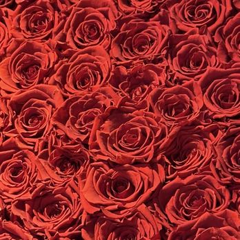 The Only Roses - Florists Near Me - Arcadia, California