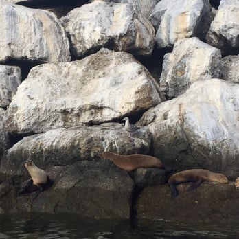 Malibu Coastal Adventures - Cute seals we saw on the way - Boating Near Me