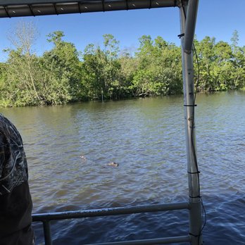 Ultimate Swamp Adventures - Gator - Tours Near Me - Westwego, Louisiana Ultimate Swamp Adventures - Gator - Tours Near Me - Westwego, Louisiana