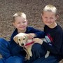 Photo of USA Purebred Labs