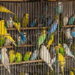 College Greens Pet Center - Over crowded. Sick birds.