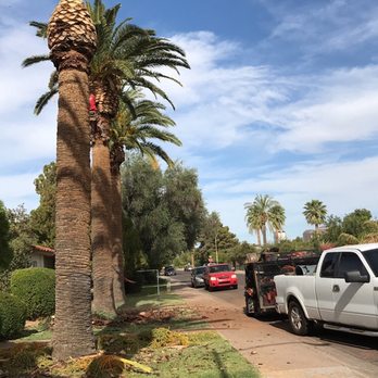 Red Mountain Lawn Care - a man trimming a palm tree - Lawn Services Near Me - Phoenix, Arizona