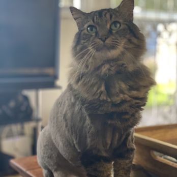 Paw Purrfection - Cat grooming - Pet Groomers Near Me - Carlsbad, California Paw Purrfection - Cat grooming - Pet Groomers Near Me - Carlsbad, California