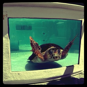 Loggerhead Marinelife Center - Rescue turtle - Community Service/Non-Profit Near Me - Juno Beach, Florida