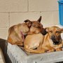 Photo of Canine Kindergarten