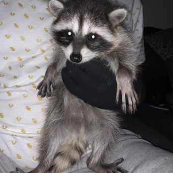 One Stop Wildlife Management - We rescue and save baby animals give us a called today!!! - Wildlife Control Near Me - Oakland, California One Stop Wildlife Management - We rescue and save baby animals give us a called today!!! - Wildlife Control Near Me - Oakland, California