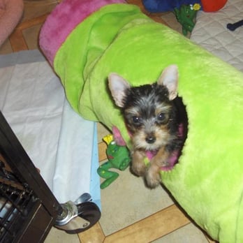 Susan Crummitt - too cute! - Pet Services Near Me - Silver Spring, Maryland