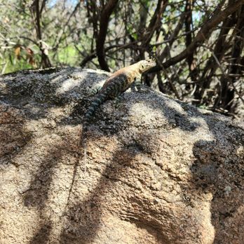 TOP 10 BEST Bear Canyon Trail near - 348s 