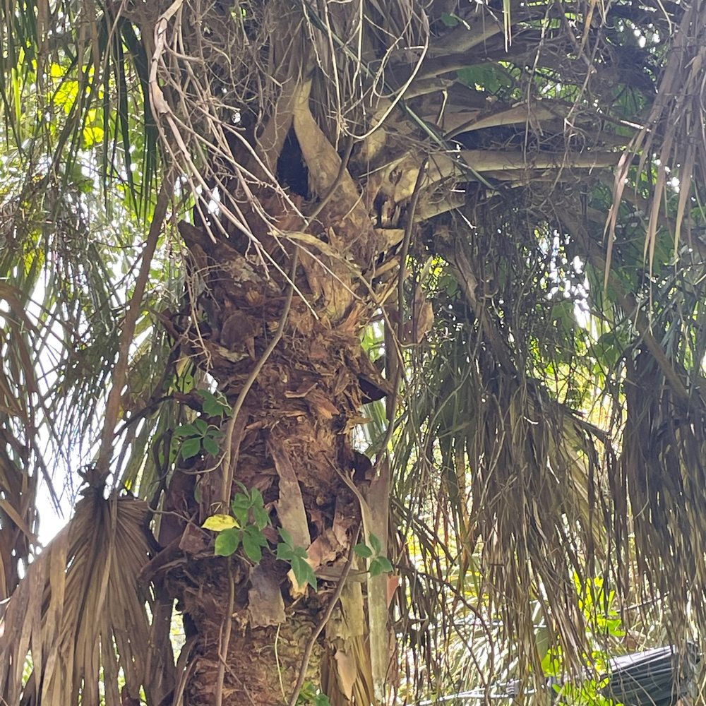 Edward's Tree Service - Tree Services Near Me - Sarasota, Florida Edward's Tree Service - Tree Services Near Me - Sarasota, Florida