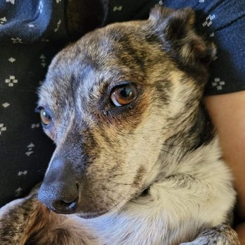 Joybound - Animal Shelters Near Me - Walnut Creek, California