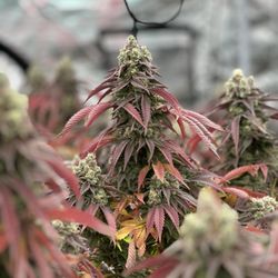 Field Supply Cannabis & Provisions
