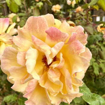 The Berkeley Rose Garden - Botanical Gardens Near Me - Berkeley, California The Berkeley Rose Garden - Botanical Gardens Near Me - Berkeley, California
