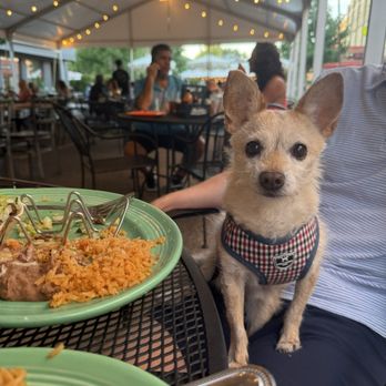 Hale Street Cantina - Dog friendly patio - Mexican Near Me - Wheaton, Illinois Hale Street Cantina - Dog friendly patio - Mexican Near Me - Wheaton, Illinois
