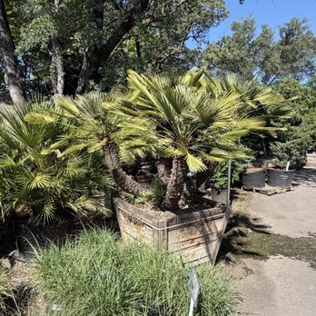 Bushnell Gardens Nursery - Huge containers of palms and trees in this nursery - Nurseries & Gardening Near Me - Granite Bay, California Bushnell Gardens Nursery - Huge containers of palms and trees in this nursery - Nurseries & Gardening Near Me - Granite Bay, California