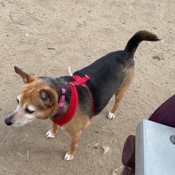 Maddox Park - Dog - Dog Parks Near Me - San Diego, California Maddox Park - Dog - Dog Parks Near Me - San Diego, California