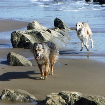 Santa Barbara Pet Sitters - Chaos and Zephyr Love SB Pet Sitters - Pet Sitting Near Me Santa Barbara Pet Sitters - Chaos and Zephyr Love SB Pet Sitters - Pet Sitting Near Me