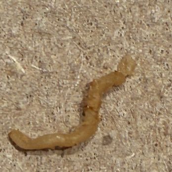Cava - IS THIS A WORM?!?!? - Mediterranean Near Me - Long Beach, California Cava - IS THIS A WORM?!?!? - Mediterranean Near Me - Long Beach, California
