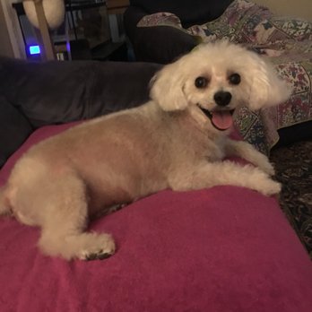 Foxy Paws - Pet Groomers Near Me - Fort Lauderdale, Florida Foxy Paws - Pet Groomers Near Me - Fort Lauderdale, Florida