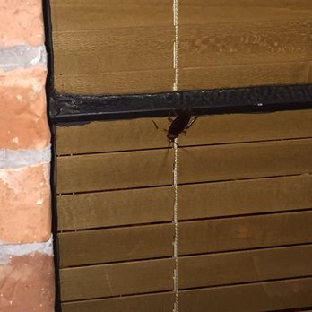 Saltgrass Steak House - Roach! - Steakhouses Near Me - Katy, Texas