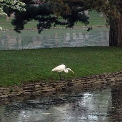 Forest Lawn