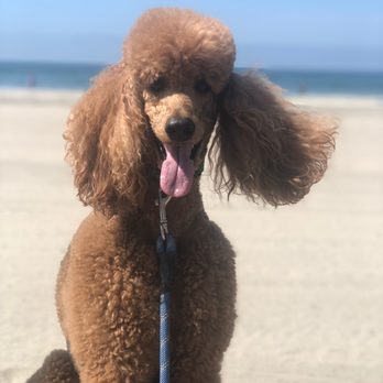 My Spoiled Pet - Out on a walk with My Spoiled Pet - Thanks Emily & Sherry! - Pet Sitting Near Me - Oceanside, California