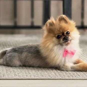 Park and Bark - Pet Groomers Near Me - Austin, Texas Park and Bark - Pet Groomers Near Me - Austin, Texas