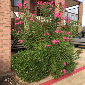 Best Western Executive Inn - I love BW - Hotels Near Me - Marshall, Texas Best Western Executive Inn - I love BW - Hotels Near Me - Marshall, Texas