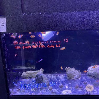 The Fish Place - Clown fish! - Pet Stores Near Me - Fort Worth, Texas The Fish Place - Clown fish! - Pet Stores Near Me - Fort Worth, Texas