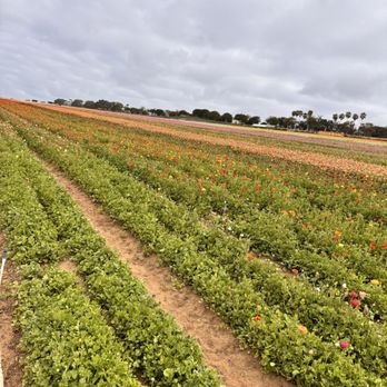 The Flower Fields - Venues & Event Spaces Near Me - Carlsbad, California The Flower Fields - Venues & Event Spaces Near Me - Carlsbad, California