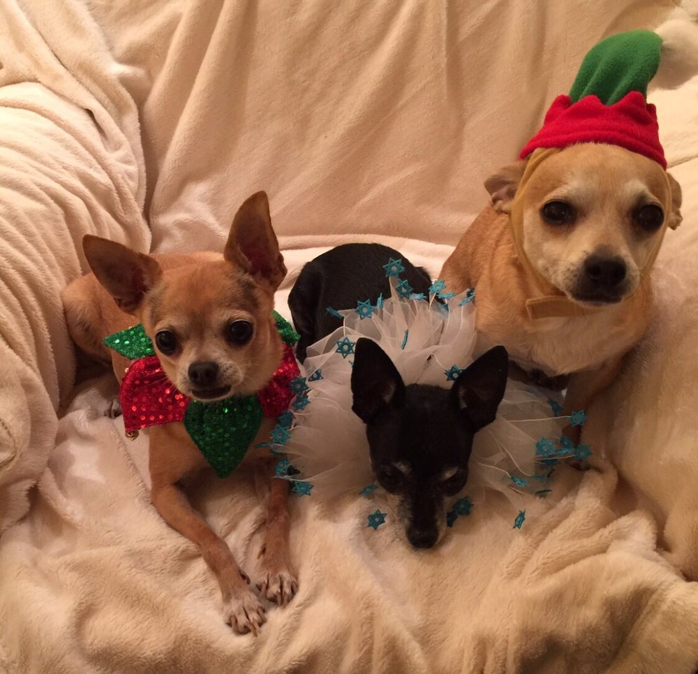 dog toothpaste petbarn