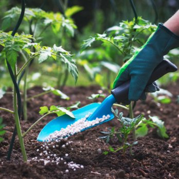 Gustavo's Lawn Service - Fertilizing - Lawn Services Near Me Gustavo's Lawn Service - Fertilizing - Lawn Services Near Me