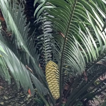 Foster Botanical Garden - Ancient fern - Botanical Gardens Near Me - Honolulu, Hawaii