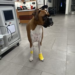 Knuckles finally feeling better and standing on his own. Knuckles finally feeling better and standing on his own.