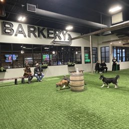 Indoor dog park area Indoor dog park area