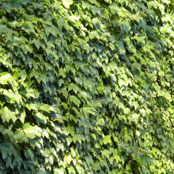 Wrigley Field - Nothing beats Wrigley ivy! - Stadiums & Arenas Near Me - Chicago, Illinois