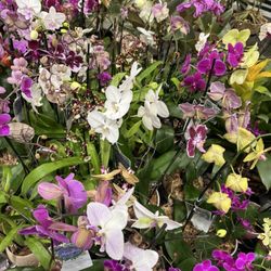 Lowe's Home Improvement - Orchids
