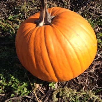 Laity Pumkin Patch - Farmers Market Near Me - Maple Ridge, British Columbia Laity Pumkin Patch - Farmers Market Near Me - Maple Ridge, British Columbia