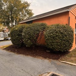 Fresh Cut Landscaping - Burning bushes trimmed