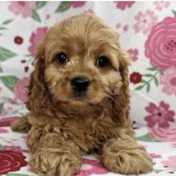 Petland Chicago Batavia - Cheeto - Sweet and Adorable Cheeto - $3,900 plus tax - Pet Stores Near Me - Batavia, Illinois Petland Chicago Batavia - Cheeto - Sweet and Adorable Cheeto - $3,900 plus tax - Pet Stores Near Me - Batavia, Illinois