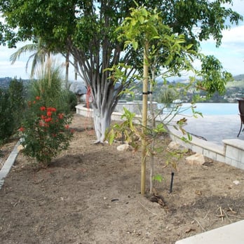 Dave Suda Landscape - a small tree in a garden - Landscaping Near Me - San Diego, California Dave Suda Landscape - a small tree in a garden - Landscaping Near Me - San Diego, California