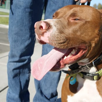 NexGen K9 - Pet Training Near Me - Vallejo, California NexGen K9 - Pet Training Near Me - Vallejo, California