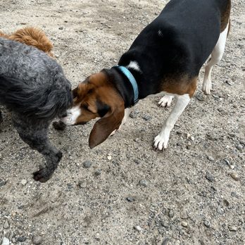 Funky Bow Brewery & Beer Company - More dogs - Breweries Near Me - Lyman, Maine