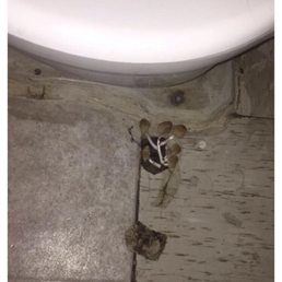 Disgusting!!? Spores growing from my bathroom floor. Tiles are lifting and breaking apart.